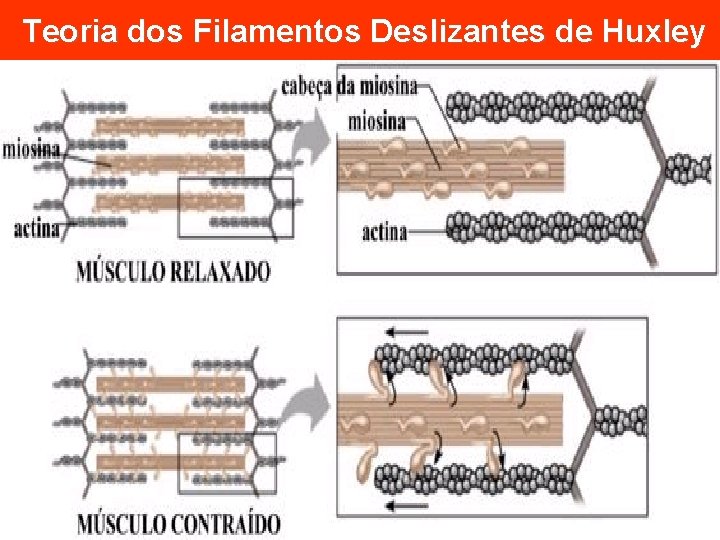 Teoria dos Filamentos Deslizantes de Huxley 