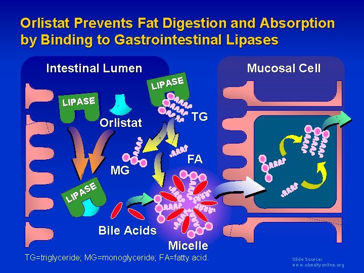 Orlistat Prevents Fat Digestion and Absorption by Binding to Gastrointestinal Lipases Intestinal Lumen Mucosal