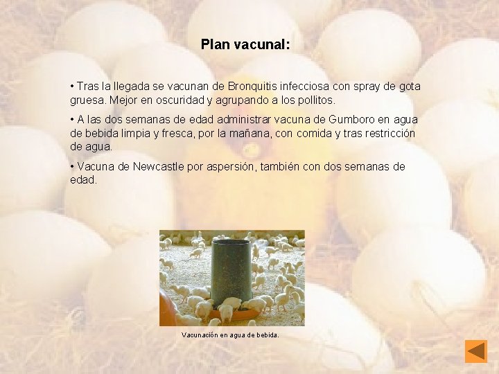 Plan vacunal: • Tras la llegada se vacunan de Bronquitis infecciosa con spray de