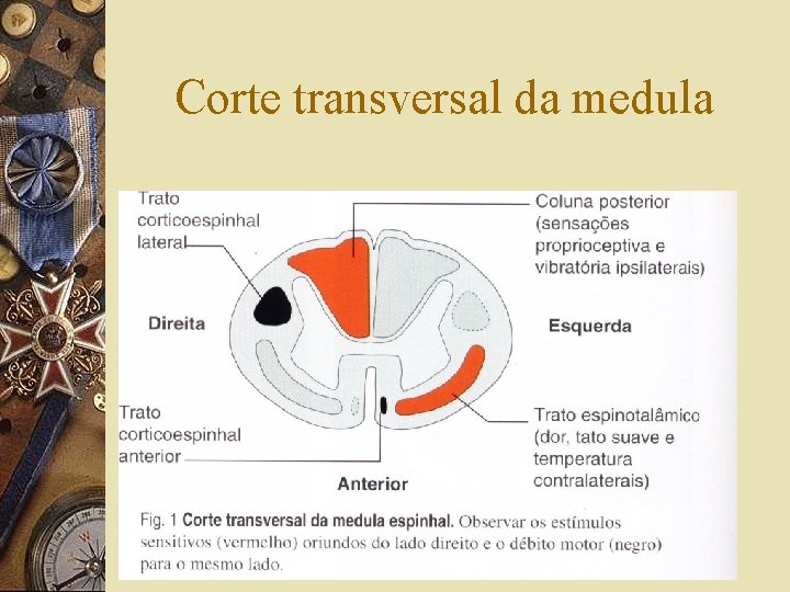 Corte transversal da medula 