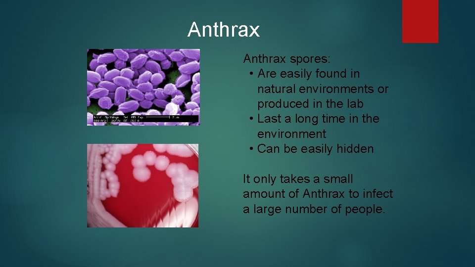 Anthrax spores: • Are easily found in natural environments or produced in the lab