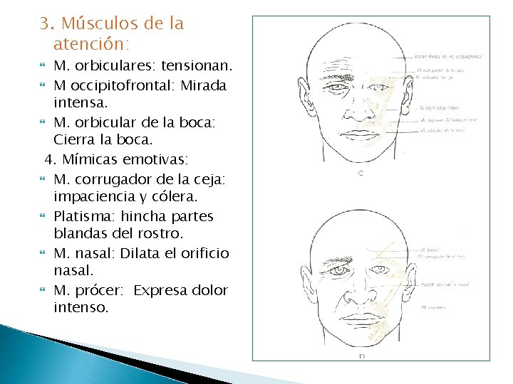 3. Músculos de la atención: M. orbiculares: tensionan. M occipitofrontal: Mirada intensa. M. orbicular