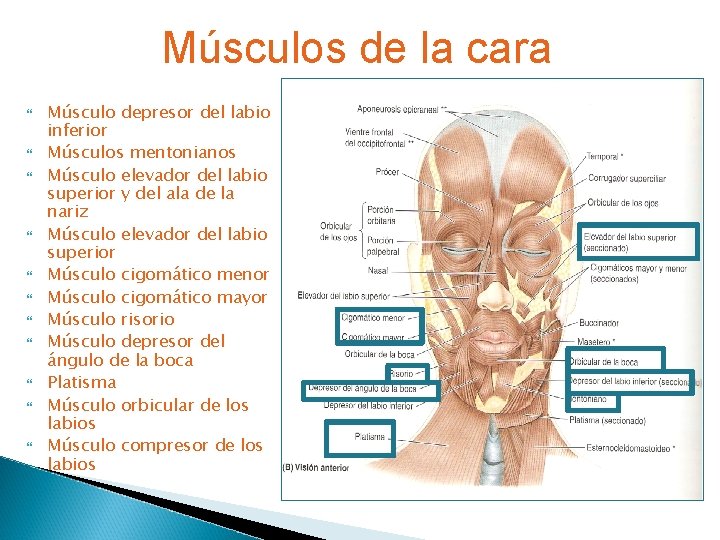 Músculos de la cara Músculo depresor del labio inferior Músculos mentonianos Músculo elevador del