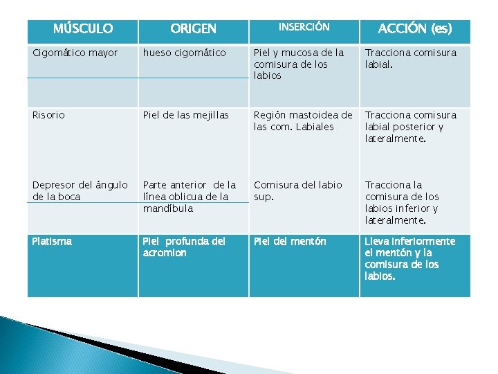 MÚSCULO ORIGEN INSERCIÓN ACCIÓN (es) Cigomático mayor hueso cigomático Piel y mucosa de la