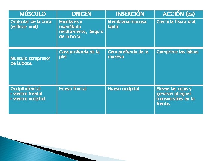 MÚSCULO Orbicular de la boca (esfínter oral) Musculo compresor de la boca Occipitofrontal •