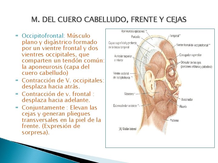 M. DEL CUERO CABELLUDO, FRENTE Y CEJAS Occipitofrontal: Músculo plano y digástrico formado por