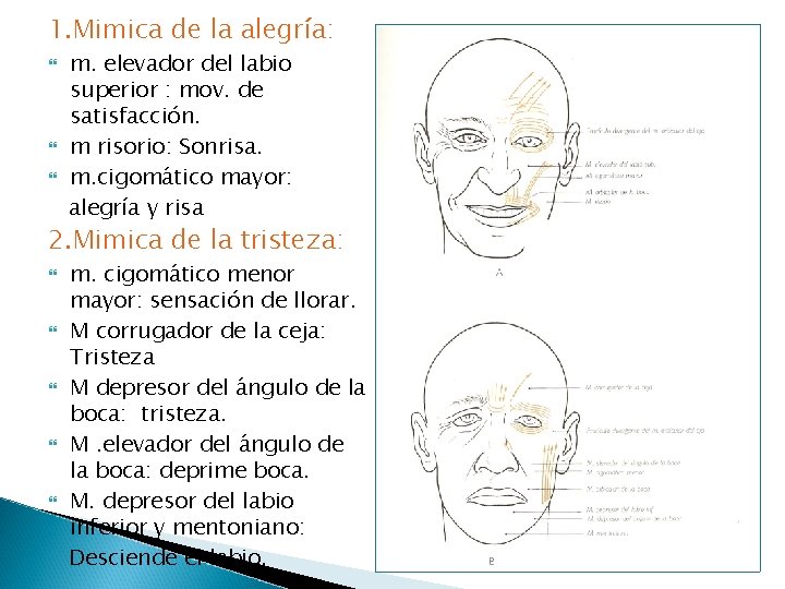1. Mimica de la alegría: m. elevador del labio superior : mov. de satisfacción.