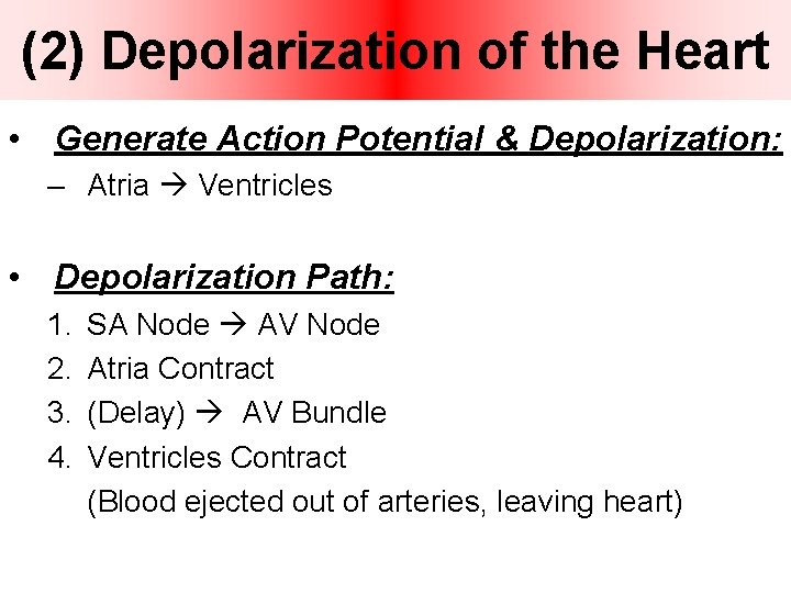 (2) Depolarization of the Heart • Generate Action Potential & Depolarization: – Atria Ventricles