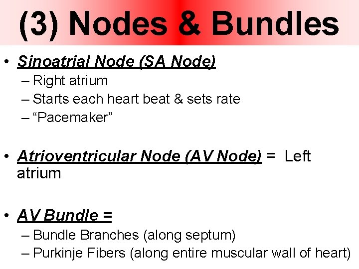 (3) Nodes & Bundles • Sinoatrial Node (SA Node) – Right atrium – Starts