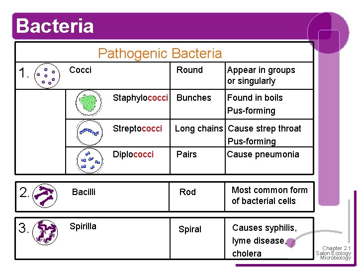 Bacteria Pathogenic Bacteria 1. Cocci Round Staphylococci Bunches Streptococci Diplococci Appear in groups or