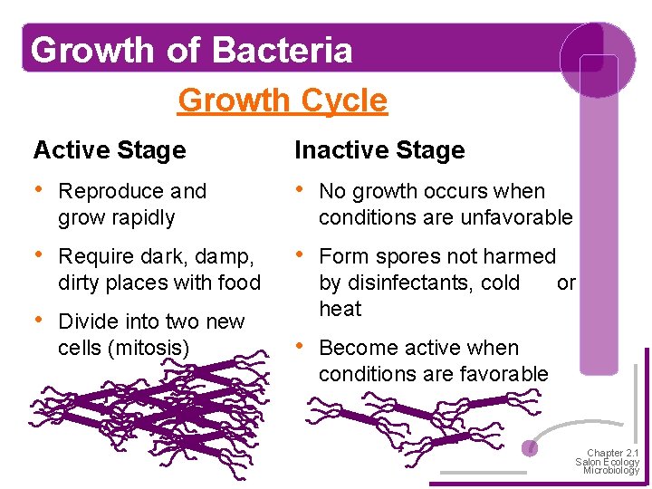 Growth of Bacteria Growth Cycle Active Stage Inactive Stage • Reproduce and grow rapidly