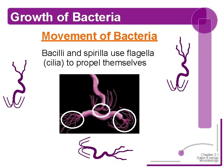 Growth of Bacteria Movement of Bacteria Bacilli and spirilla use flagella (cilia) to propel