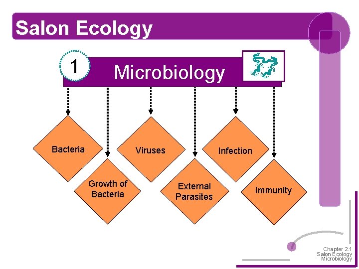 Salon Ecology 1 Microbiology Bacteria Viruses Growth of Bacteria Infection External Parasites Immunity Chapter