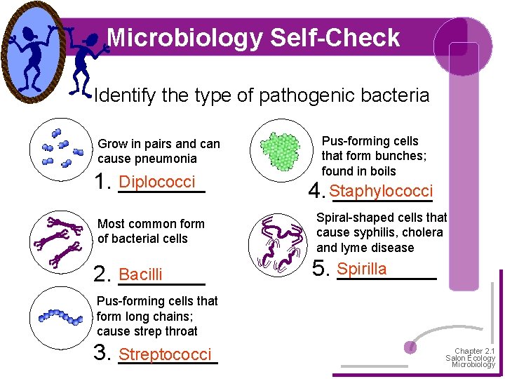 Microbiology Self-Check Identify the type of pathogenic bacteria Grow in pairs and can cause