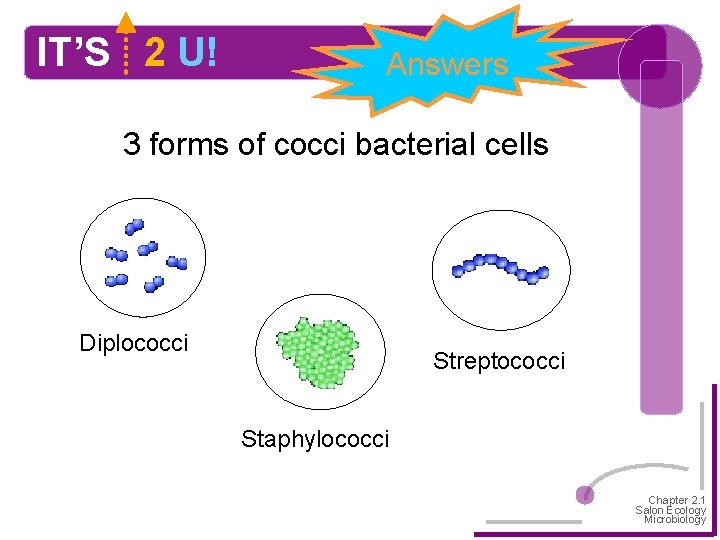 IT’S 2 U! Answers 3 forms of cocci bacterial cells Diplococci Streptococci Staphylococci Chapter