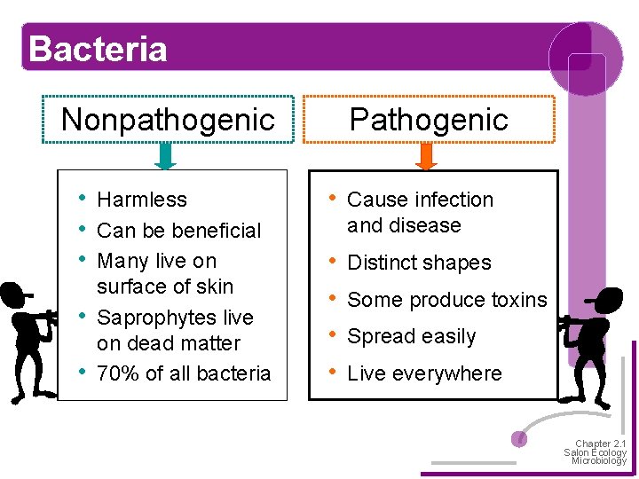 Bacteria Nonpathogenic • • • Harmless Can be beneficial Many live on surface of
