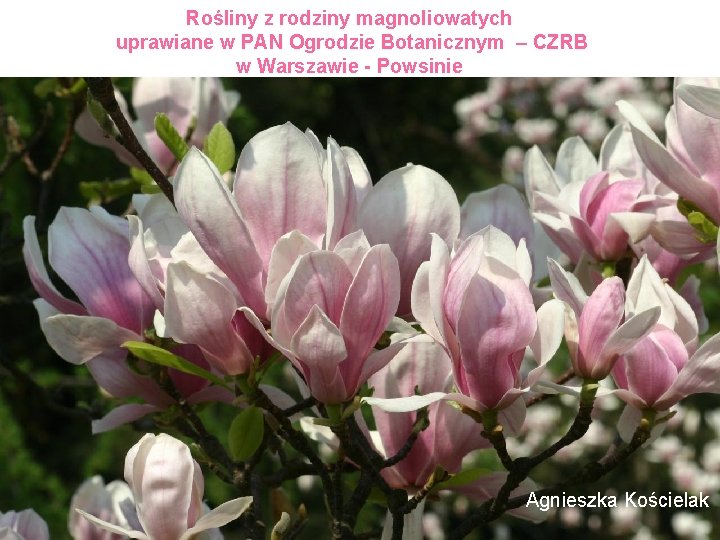 Rośliny z rodziny magnoliowatych uprawiane w PAN Ogrodzie Botanicznym – CZRB w Warszawie -