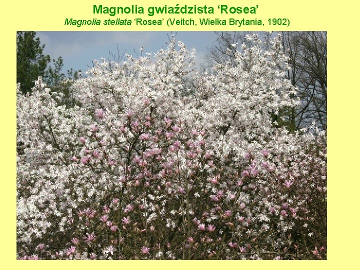 Magnolia gwiaździsta ‘Rosea’ Magnolia stellata ‘Rosea’ (Veitch, Wielka Brytania, 1902) 