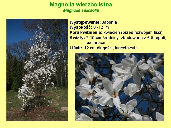 Magnolia wierzbolistna Magnolia salicifolia Występowanie: Japonia Wysokość: 8 -12 m Pora kwitnienia: kwiecień (przed