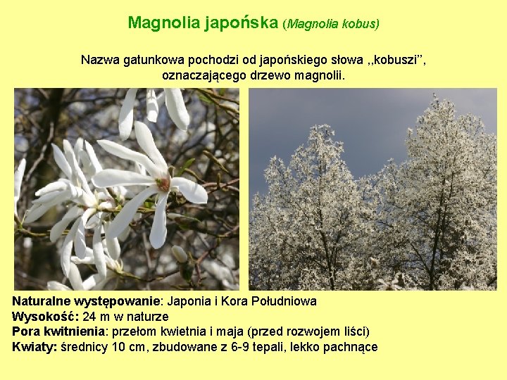 Magnolia japońska (Magnolia kobus) Nazwa gatunkowa pochodzi od japońskiego słowa , , kobuszi’’, oznaczającego