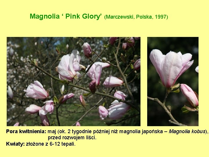 Magnolia ‘ Pink Glory’ (Marczewski, Polska, 1997) Pora kwitnienia: maj (ok. 2 tygodnie później