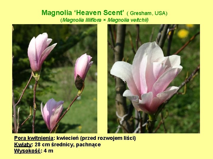Magnolia ‘Heaven Scent’ ( Gresham, USA) (Magnolia liliiflora × Magnolia veitchii) Pora kwitnienia: kwiecień