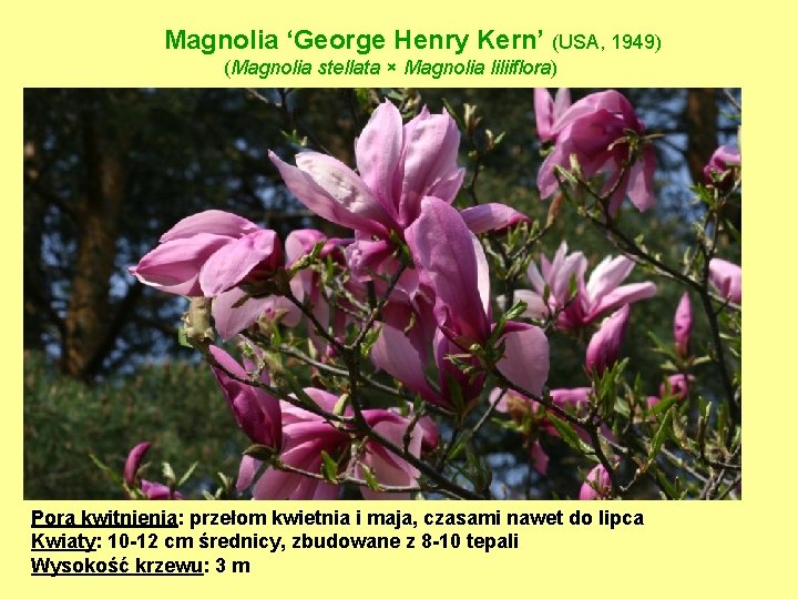 Magnolia ‘George Henry Kern’ (USA, 1949) (Magnolia stellata × Magnolia liliiflora) Pora kwitnienia: przełom