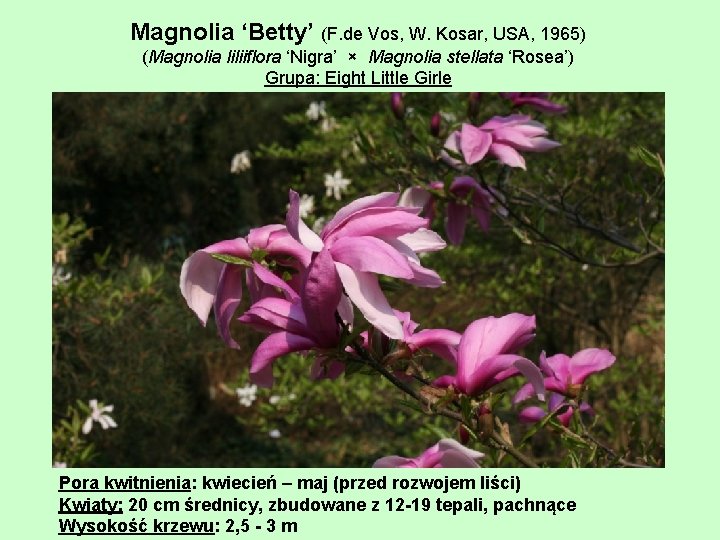Magnolia ‘Betty’ (F. de Vos, W. Kosar, USA, 1965) (Magnolia liliiflora ‘Nigra’ × Magnolia