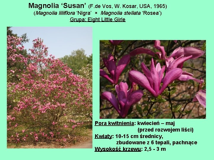 Magnolia ‘Susan’ (F. de Vos, W. Kosar, USA, 1965) (Magnolia liliiflora ‘Nigra’ × Magnolia