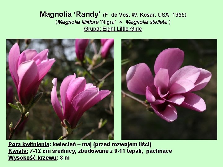 Magnolia ‘Randy’ (F. de Vos, W. Kosar, USA, 1965) (Magnolia liliiflora ‘Nigra’ × Magnolia