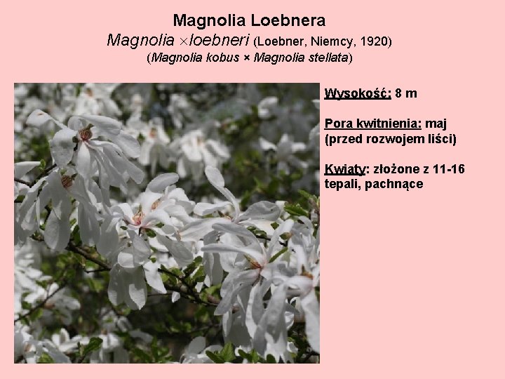 Magnolia Loebnera Magnolia loebneri (Loebner, Niemcy, 1920) (Magnolia kobus × Magnolia stellata) Wysokość: 8