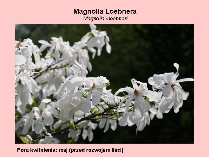 Magnolia Loebnera Magnolia loebneri Pora kwitnienia: maj (przed rozwojem liści) 