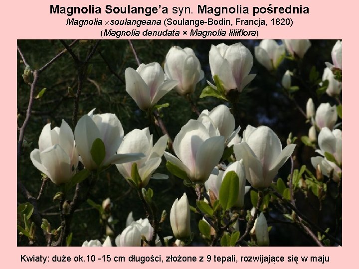 Magnolia Soulange’a syn. Magnolia pośrednia Magnolia soulangeana (Soulange-Bodin, Francja, 1820) (Magnolia denudata × Magnolia