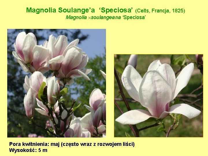 Magnolia Soulange’a ‘Speciosa’ (Celts, Francja, 1825) Magnolia soulangeana ‘Speciosa’ Pora kwitnienia: maj (często wraz