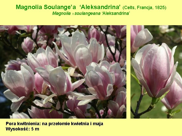Magnolia Soulange’a ‘Aleksandrina’ (Celts, Francja, 1825) Magnolia soulangeana ‘Aleksandrina’ Pora kwitnienia: na przełomie kwietnia