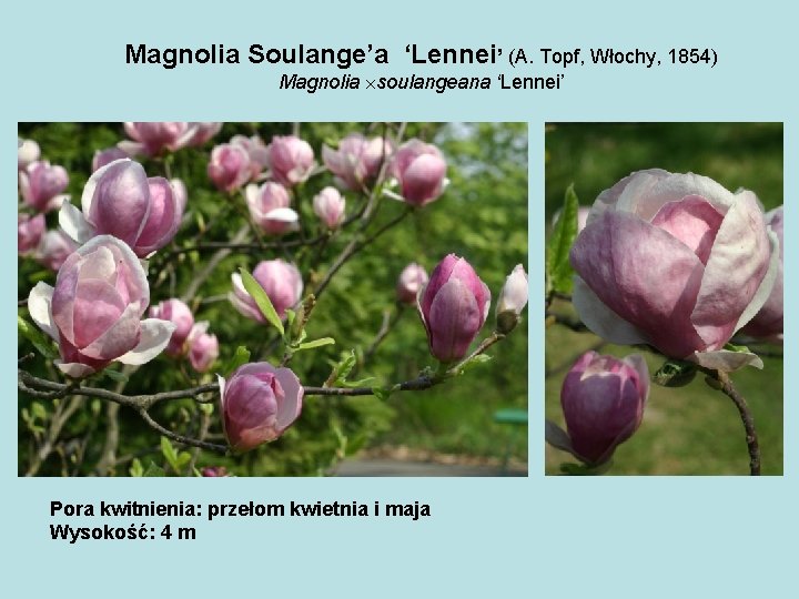 Magnolia Soulange’a ‘Lennei’ (A. Topf, Włochy, 1854) Magnolia soulangeana ‘Lennei’ Pora kwitnienia: przełom kwietnia