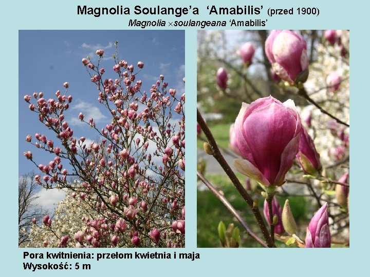 Magnolia Soulange’a ‘Amabilis’ (przed 1900) Magnolia soulangeana ‘Amabilis’ Pora kwitnienia: przełom kwietnia i maja