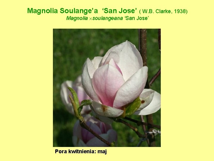 Magnolia Soulange’a ‘San Jose’ ( W. B. Clarke, 1938) Magnolia soulangeana ‘San Jose’ Pora