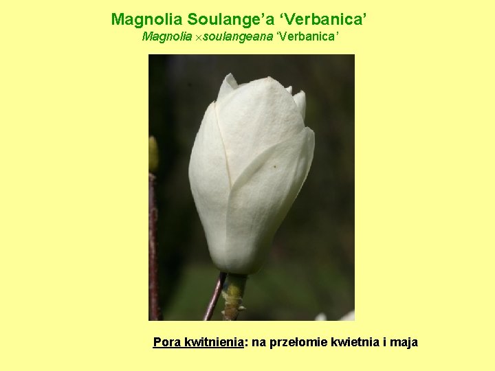 Magnolia Soulange’a ‘Verbanica’ Magnolia soulangeana ‘Verbanica’ Pora kwitnienia: na przełomie kwietnia i maja 