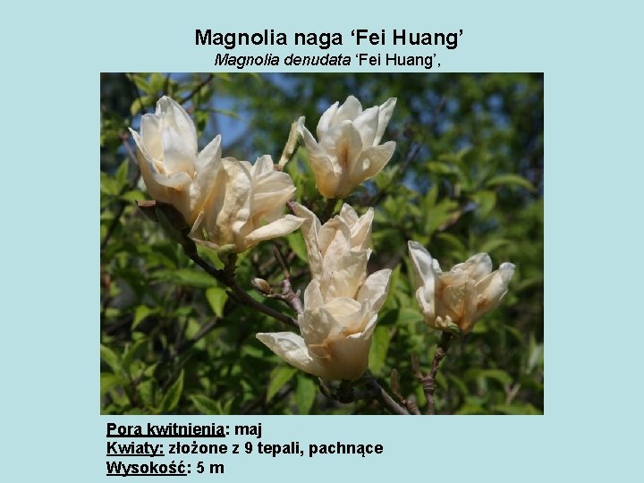 Magnolia naga ‘Fei Huang’ Magnolia denudata ‘Fei Huang’, Pora kwitnienia: maj Kwiaty: złożone z