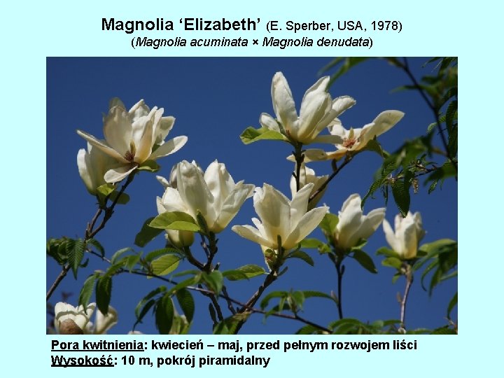 Magnolia ‘Elizabeth’ (E. Sperber, USA, 1978) (Magnolia acuminata × Magnolia denudata) Pora kwitnienia: kwiecień