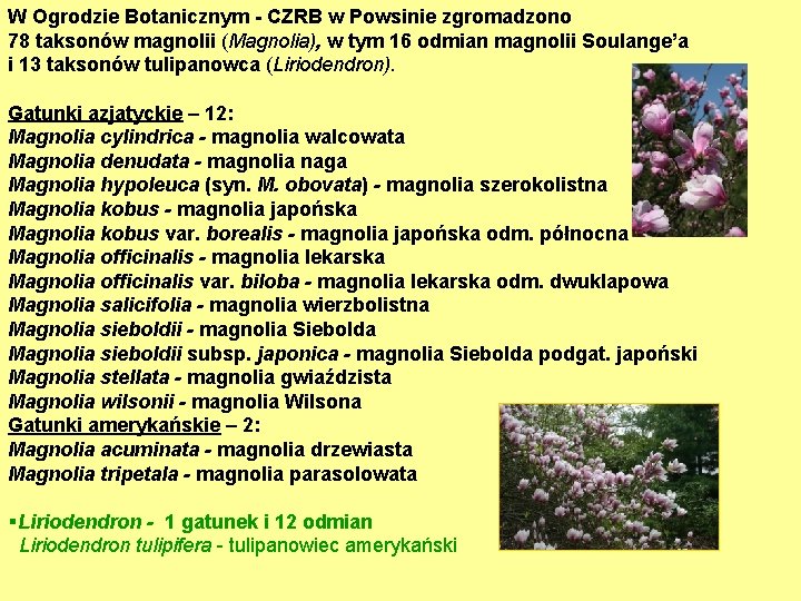W Ogrodzie Botanicznym - CZRB w Powsinie zgromadzono 78 taksonów magnolii (Magnolia), w tym