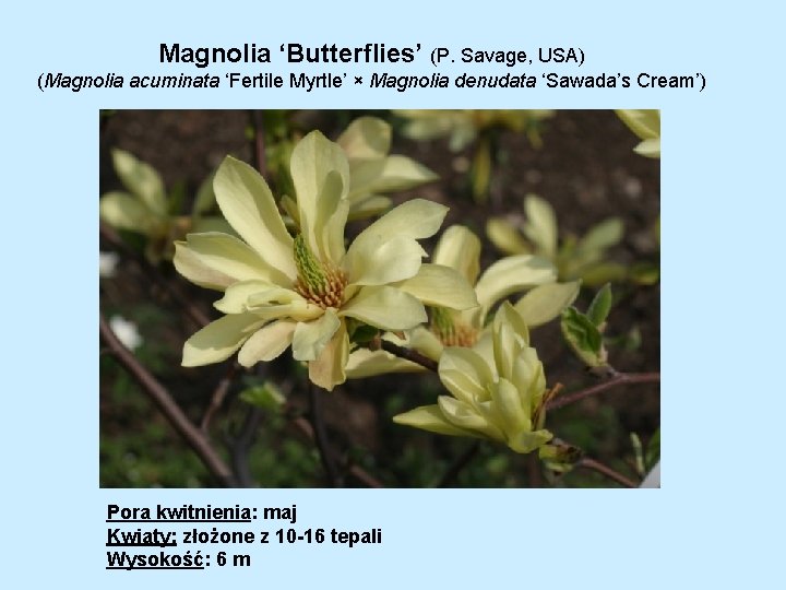 Magnolia ‘Butterflies’ (P. Savage, USA) (Magnolia acuminata ‘Fertile Myrtle’ × Magnolia denudata ‘Sawada’s Cream’)