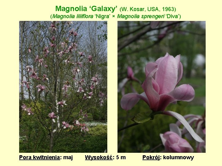 Magnolia ‘Galaxy’ (W. Kosar, USA, 1963) (Magnolia liliiflora ‘Nigra’ × Magnolia sprengeri ‘Diva’) Pora