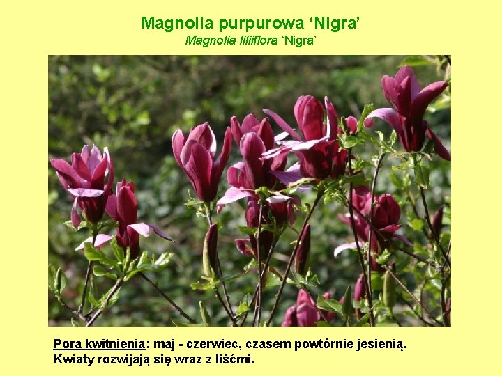 Magnolia purpurowa ‘Nigra’ Magnolia liliiflora ‘Nigra’ Pora kwitnienia: maj - czerwiec, czasem powtórnie jesienią.