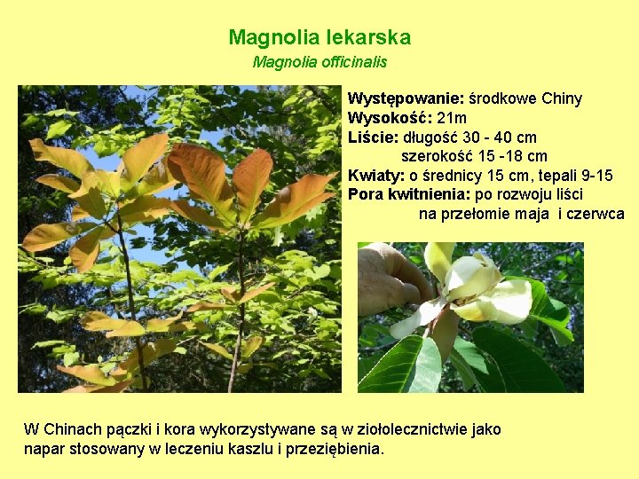 Magnolia lekarska Magnolia officinalis Występowanie: środkowe Chiny Wysokość: 21 m Liście: długość 30 -