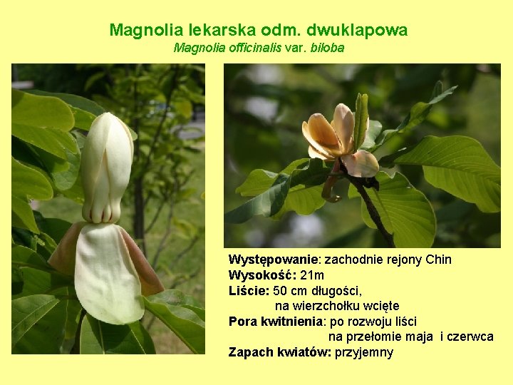 Magnolia lekarska odm. dwuklapowa Magnolia officinalis var. biloba Występowanie: zachodnie rejony Chin Wysokość: 21