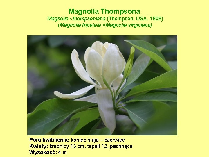 Magnolia Thompsona Magnolia thompsoniana (Thompson, USA, 1808) (Magnolia tripetala ×Magnolia virginiana) Pora kwitnienia: koniec