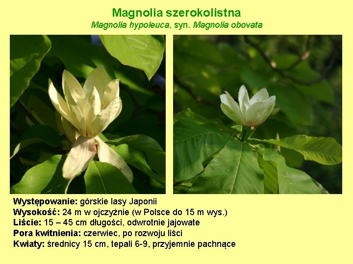 Magnolia szerokolistna Magnolia hypoleuca, syn. Magnolia obovata Występowanie: górskie lasy Japonii Wysokość: 24 m