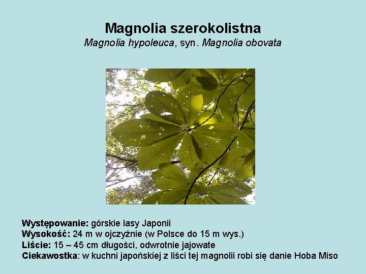 Magnolia szerokolistna Magnolia hypoleuca, syn. Magnolia obovata Występowanie: górskie lasy Japonii Wysokość: 24 m